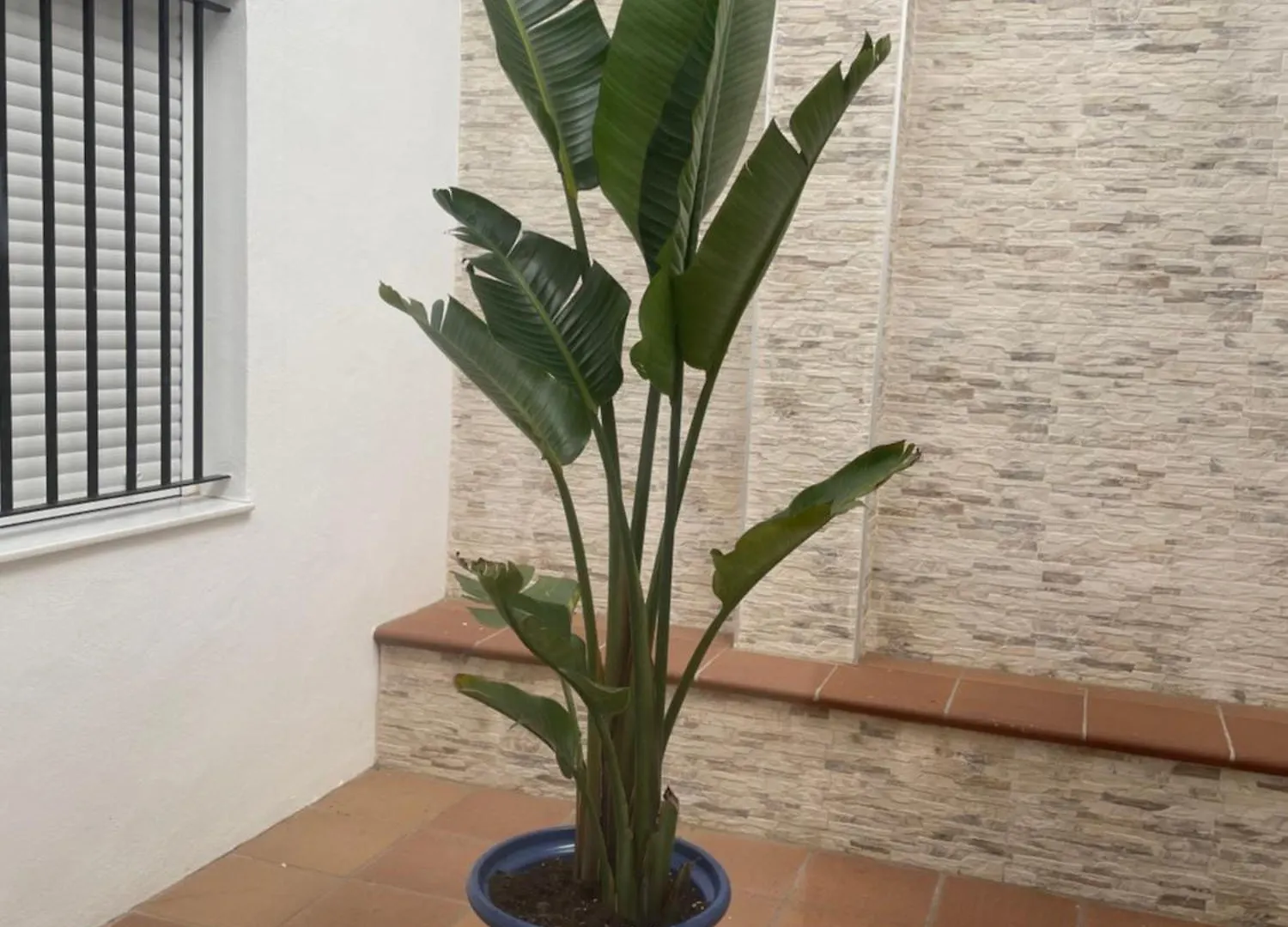 Alojamiento Saturno 1 Hotel Conil De La Frontera 0*,  Spain
